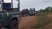 Elephant intercepts safari convoy and snatches food from holidaymakers in Sri Lanka