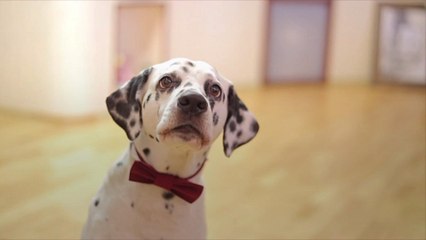 Does Your Dog Stare at You? There Could Be a Few Reasons Why