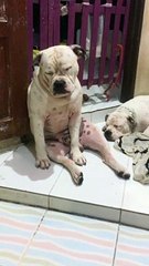 Sleepy Dog Sits Like Human