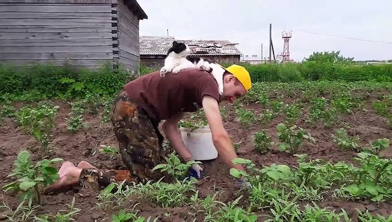 Cute Kitty 'Helps' with Gardening