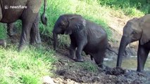 Elephant mother carefully helps her struggling calf stay on his feet during slippery climb