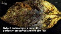 Archaeologists Unearth 6,000-Year-Old Leaf in Perfect Condition