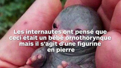 Un bébé ornithorynque fait craquer Twitter... mais ça n'en est pas un !