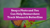 Snap a Photo and You Can Help Researchers Track Monarch Butterflies