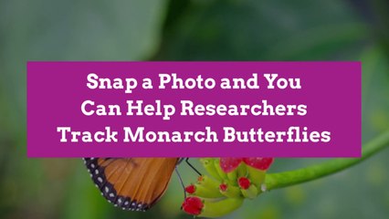 Snap a Photo and You Can Help Researchers Track Monarch Butterflies