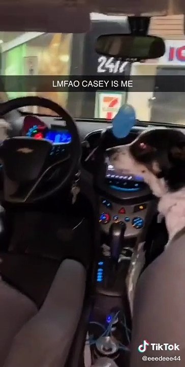 Un chien impatient dans une voiture