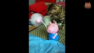 Try not to laugh - Funny videos of cats and dogs