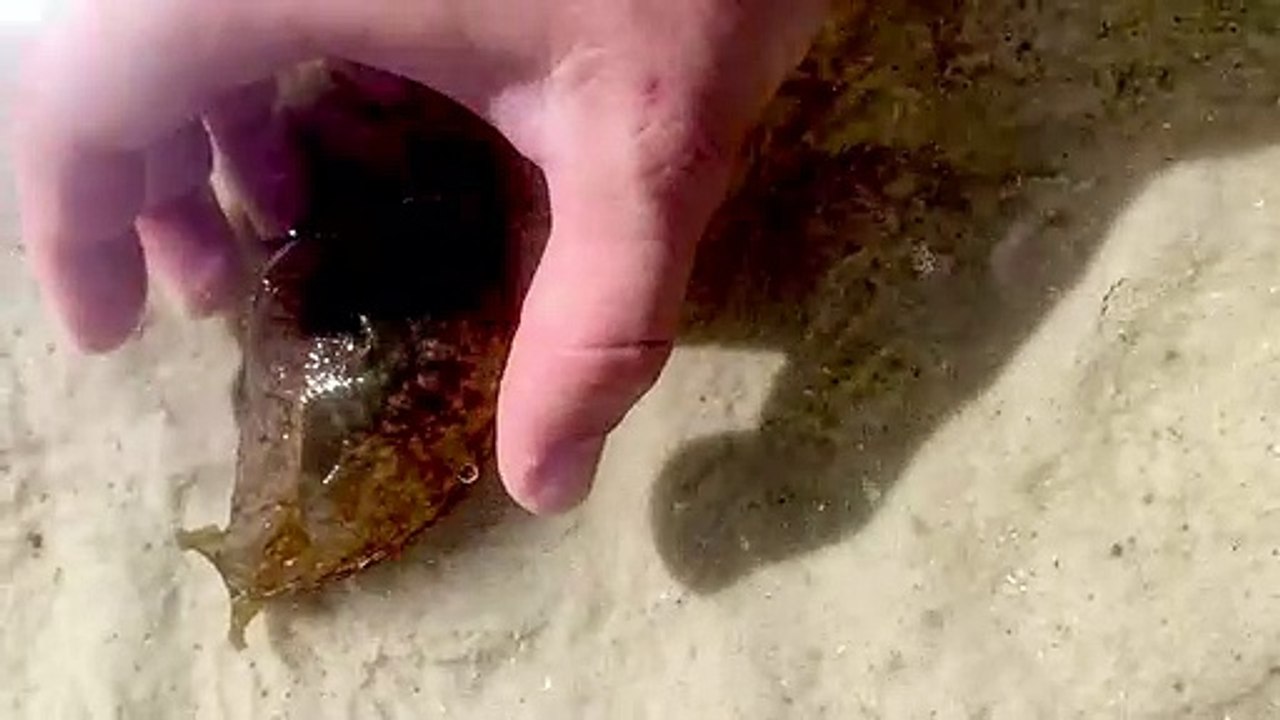 Man Saves Sea Hare