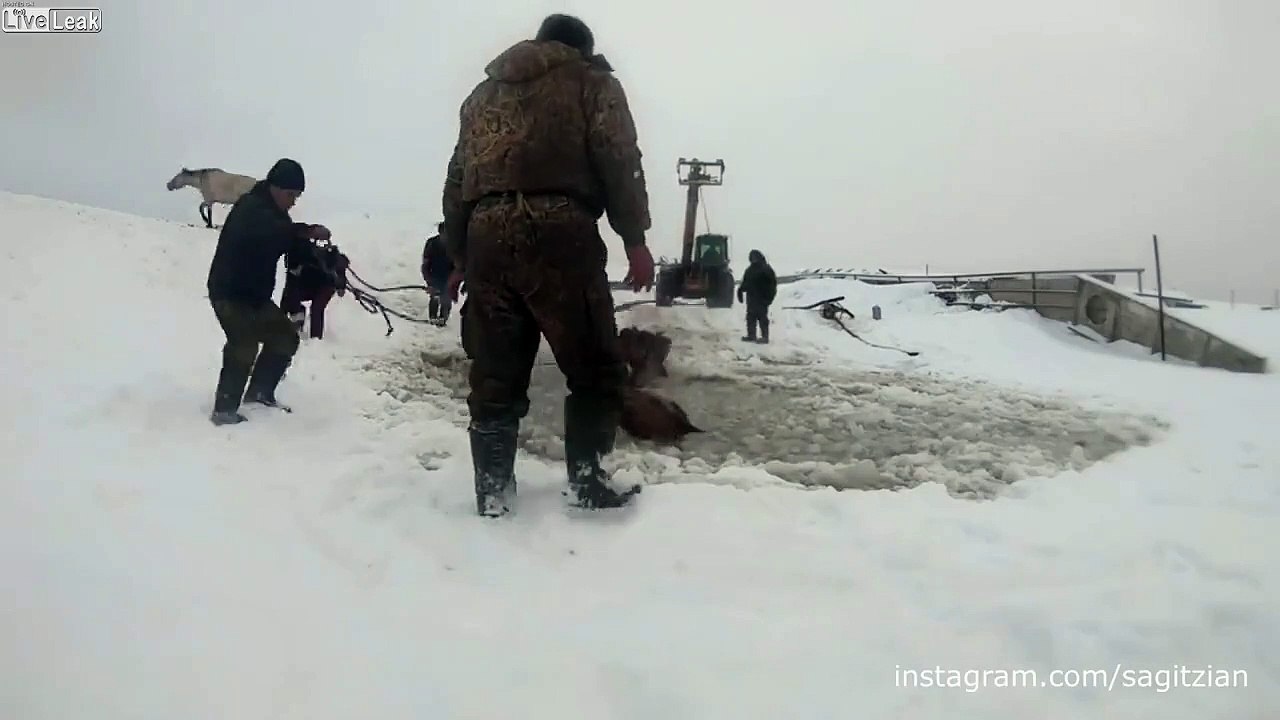 4 chevaux sauvés d'un lac gelé par un tracteur !