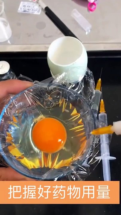 Il fait naitre un poussin dans un oeuf du commerce !