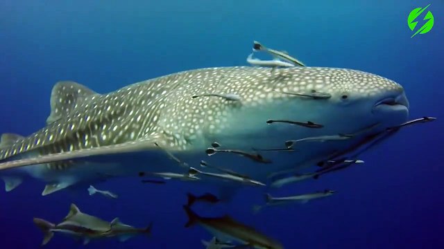 Ils nagent avec un énorme requin baleine