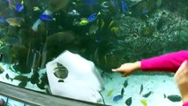 Une raie collée à la vitre de l'aquarium tente de manger un poisson