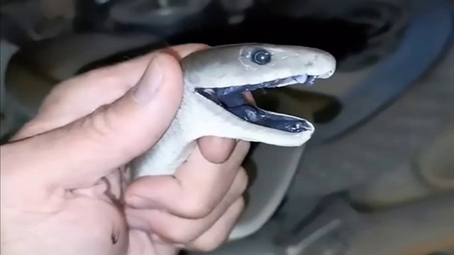 World's deadliest highly-venomous black mamba snake filmed lurking in homeowner's garden shed