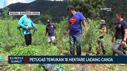 Petugas Temukan 18 Hektare Ladang Ganja