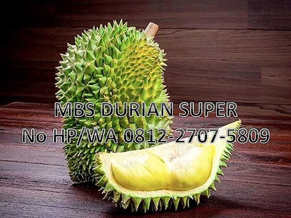GROSIR, WA 0812-2707-5809, Bibit Durian Dongkelan Sulawesi Selatan