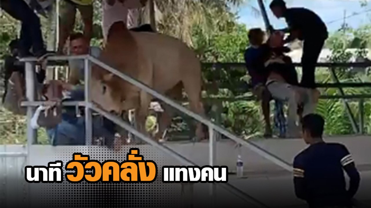 นาทีโกลาหล ! วัวชนคลั่งไล่แทงเซียนพนันบนอัฒจันท...