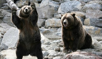 ¿Cómo ayudar a preservar la vida silvestre?