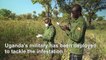 Uganda military fights back against destructive locust swarms