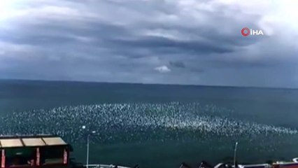 Martıların görsel şovu böyle görüntülendi