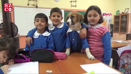 Mezarlıkta bulunan 'Fındık' okulun maskotu oldu