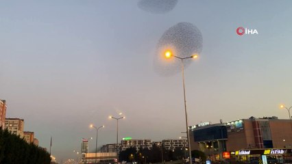 Gün Batımında Sığırcık Kuşlarının Dansı Mest Etti