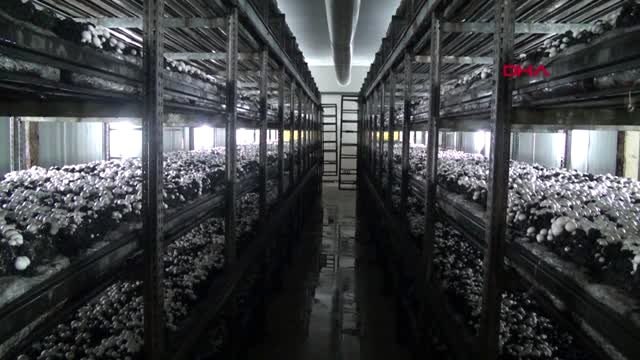Karabük-ayda 100 ton mantar üretiyorlar
