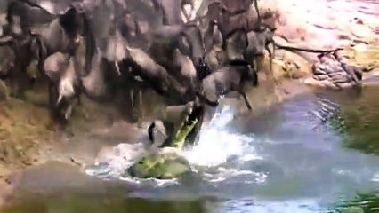 Amazing Hippo Save Wildebeest From Crocodile Hunting  Animals Hero  Animals save another animal