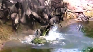 Amazing Hippo Save Wildebeest From Crocodile Hunting  Animals Hero  Animals save another animal