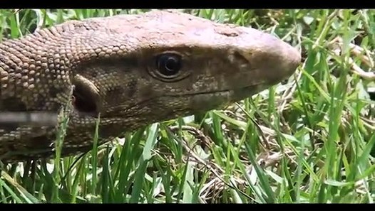 Amazing King Cobra Fight Lizard Dragon Komodo Hunting Snake vs Lizard