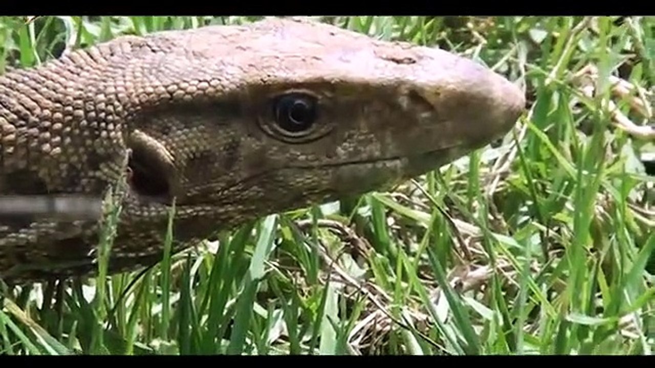 Amazing King Cobra Fight Lizard Dragon Komodo Hunting  Snake vs Lizard The Reptiles of the Desert