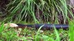 Amazing King cobra vs Red Bellied Black Snake Fight To Death  Best Snake Attack In Africa