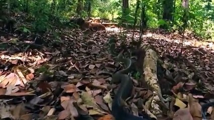 Amazing king Cobra vs Snake Real Fight  King Cobra Hunting And Kill Snake  Most Attack of Animals
