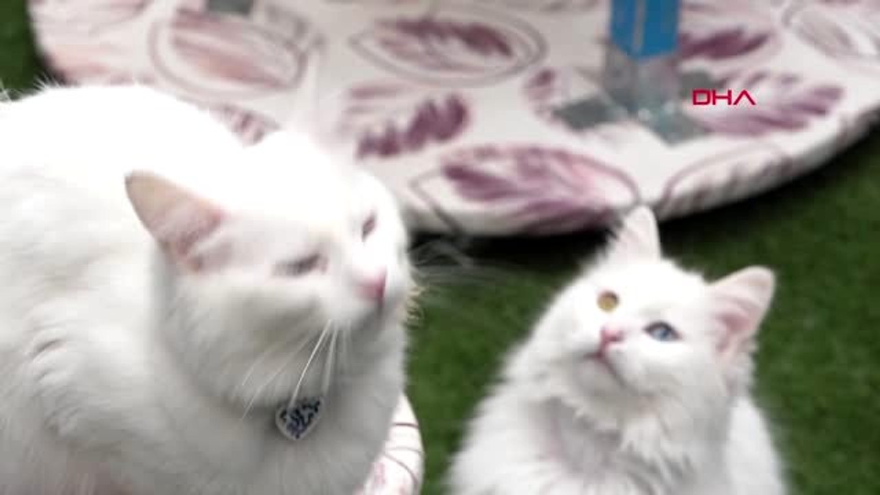 Van 2020 yılının ilk van kedileri dünyaya geldi