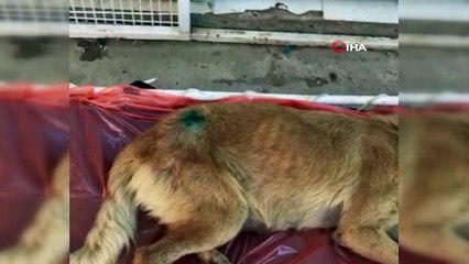Yavruları olan köpek tüfekle vuruldu...“Bu korkunç, vahşice bir davranış”