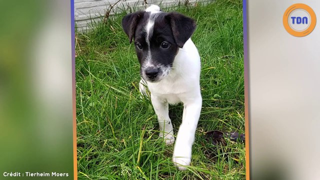 Cette famille adopte un Jack Russell et le ramène 24 heures plus tard au refuge