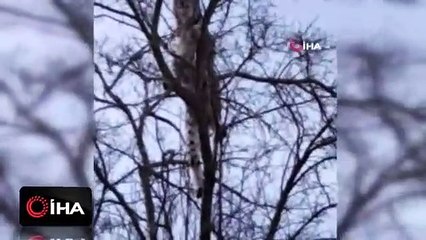 Dünya genelinde nesli tükenen canlı Türkiye'de görüntülendi