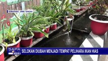 Mirip di Jepang, Warga di Semarang Sulap Selokan Jadi Kolam Ikan