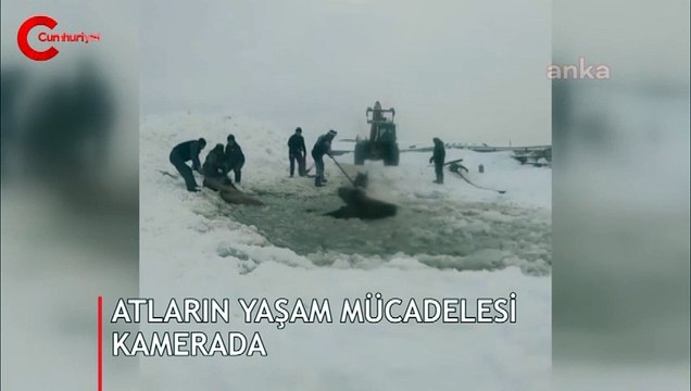 Buz kırılınca 7 at suya düştü