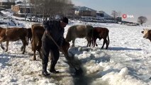 Nazik Gölü'nün yüzeyindeki buzu kıran besiciler hayvanlarına su içiriyor