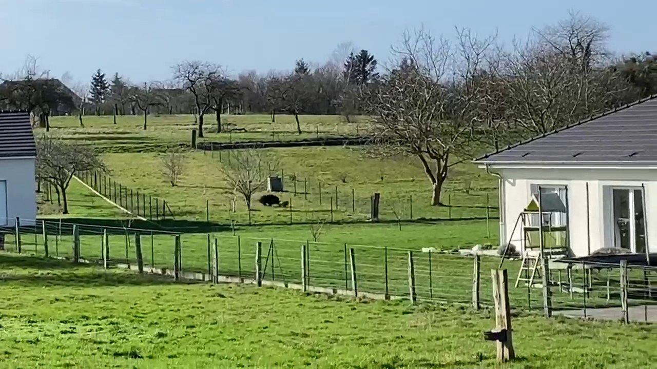 Un sanglier et un chien s'affrontent dans un jardin de Vavincourt (55)