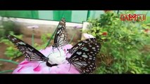 Weekend trips from Hyderabad | Butterfly Park in Ramoji Film City.