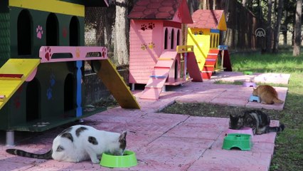 Elektrik şirketinin yerleşkesi sokak kedilerinin yuvası oldu - ADANA