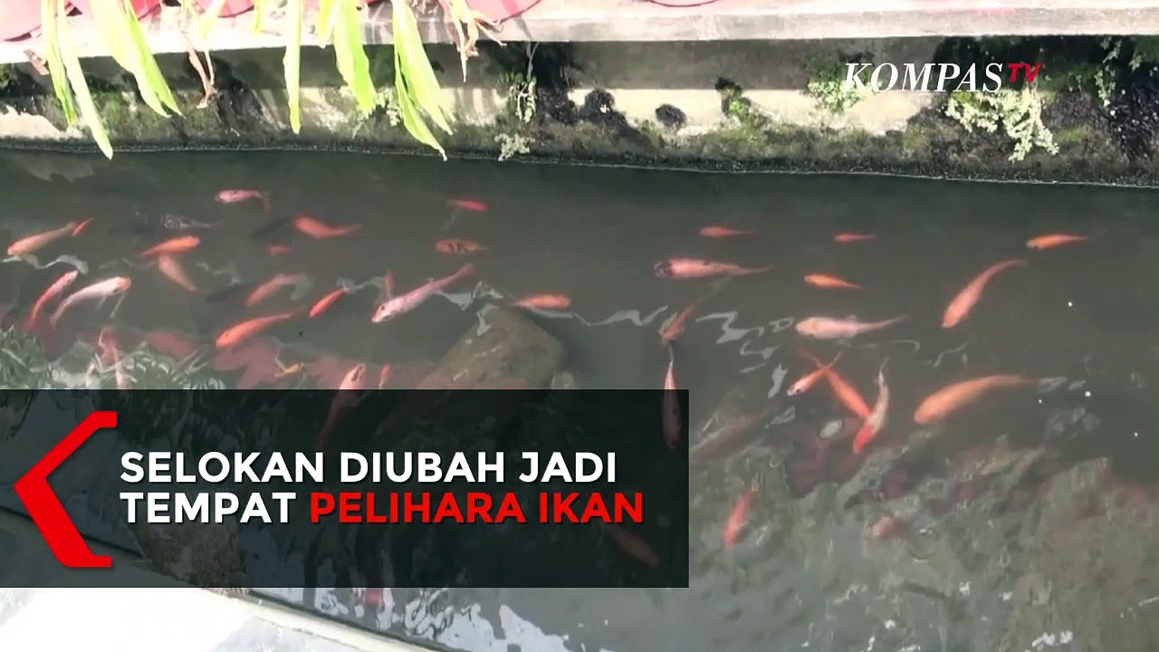Inspiratif! Warga Ubah Selokan Jadi Tempat Pelihara Ikan Hias