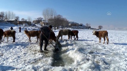 Donan göl yüzeyindeki buzu kırıp hayvanlarına su içiriyor - BİTLİS