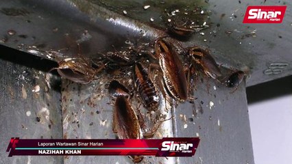 Punyalah takut, pemuda ini tawar wang tunai bunuh seekor lipas