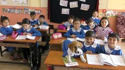 ÖNLÜKLÜ KÖPEK OKULUN MASKOTU OLDU