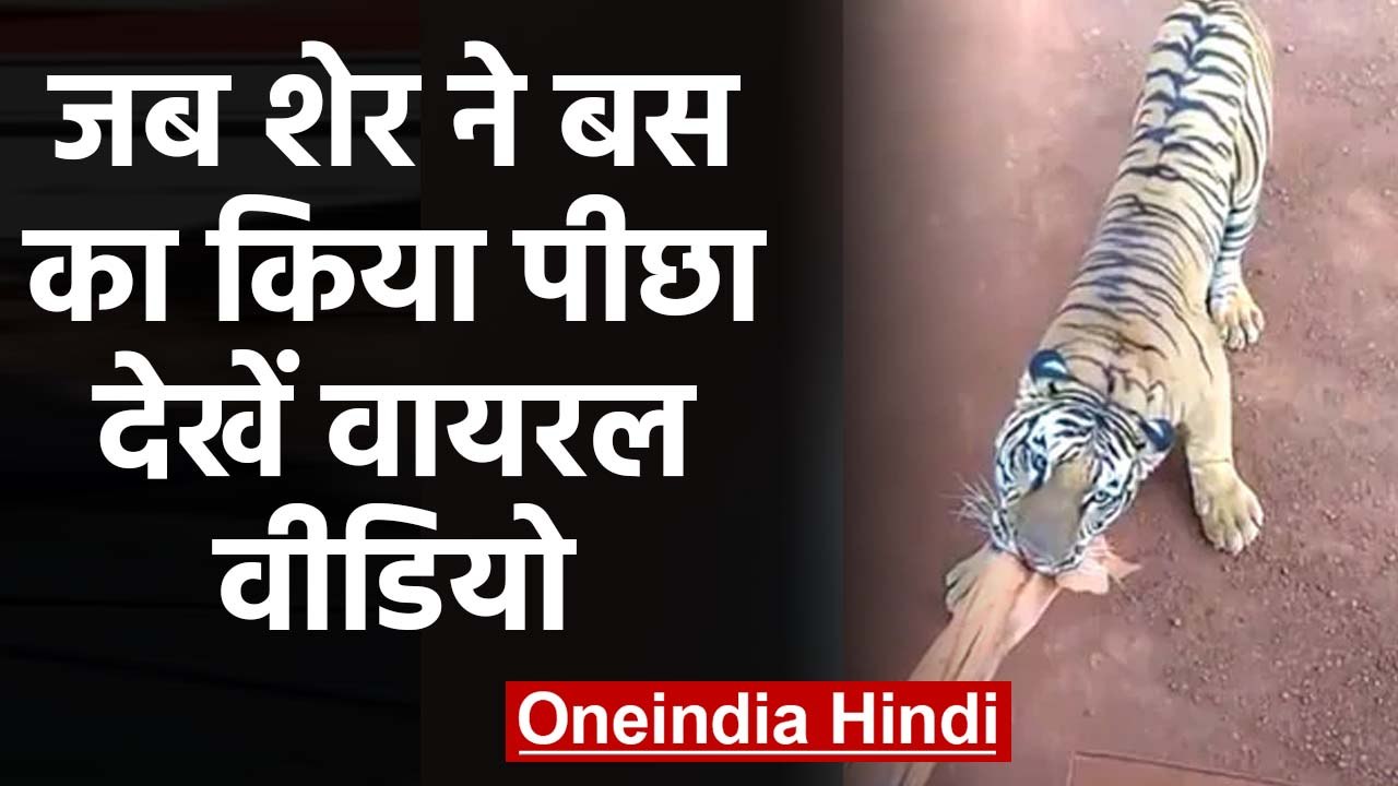 Chhattisgarh: Tourist Bus पर Tiger ने मारा झपट्टा, ड्राइवर ने ऐसे बचाई जान। वनइंडिया हिंदी