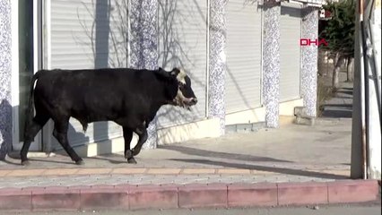 Hatay tır'dan atlayıp kaçan angus, ilçeyi birbirine kattı