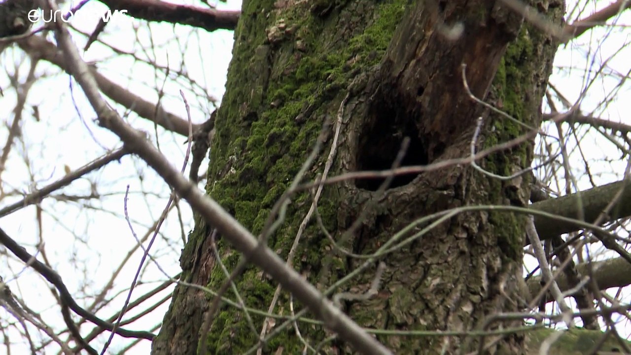 Trotz EU-Naturschutz: 90 Jahre alter Wald abgeholzt