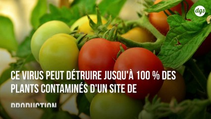 La découverte d'un virus destructeur de tomates vient d’être confirmée en Bretagne
